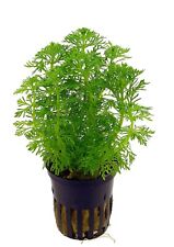 Limnophila sessiliflora vasetto - Pianta a Crescita Veloce per acquario dolce