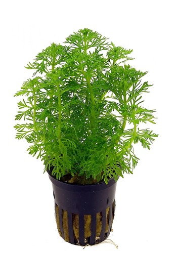 Limnophila sessiliflora