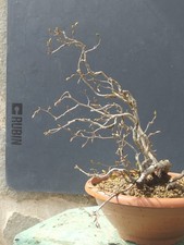 Pre Bonsai Carpino Nero