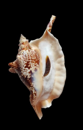Shell conchiglia strombus - conchiglia,