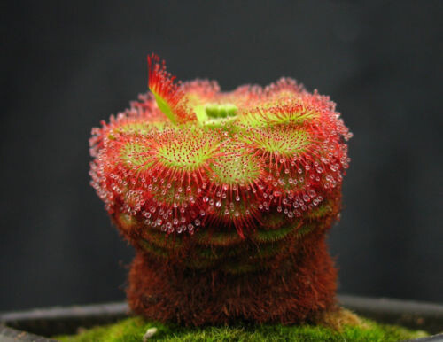 Drosera admirabilis 10 - drosera, semi