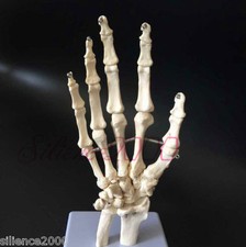 Scheletro anatomico