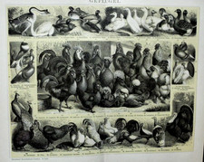 1897 CROMOLITOGRAFIA.ANTICA ILLUSTRAZIONE..POLLAME GALLINE,GALLI,OCHE.Brockhaus.