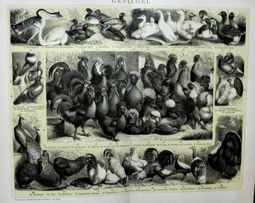 1897 cromolitografia antica - 1897, cromolitografia.antica