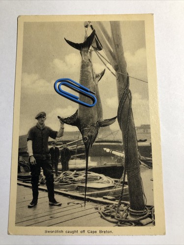 Swordfish caught off cape - caught,