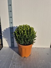 Buxus 'Faulkner' – Bosso Sempreverde Ornamentale per Siepi e Vasi - Foto Reali