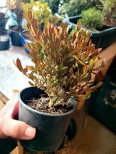 Bonsai Starter Mont Bruno