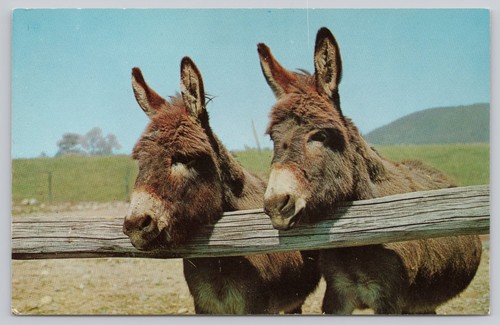 1963 asini sardi - &, jerry