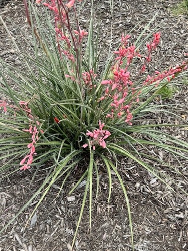 False yucca coral - yucca,, red