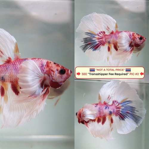 Live betta fish - live,