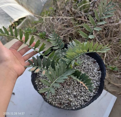 Boutique encephalartos - boutique,