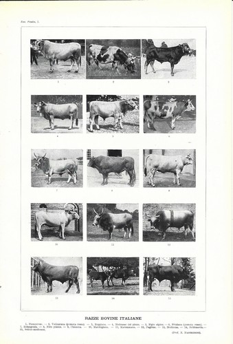 Fotografie vintage mucche - vintage,