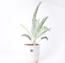 vaso 21 cm