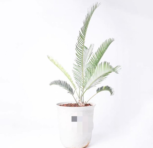Vaso cm - vaso, 21