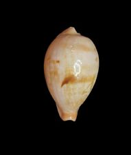 Seashell  Cypraea hirasei