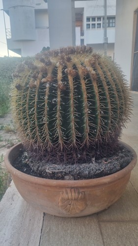 Cactus cuscino della suocera - cactus,