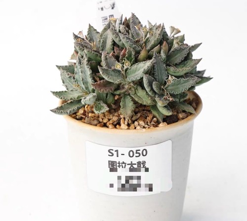 Vaso pianta rara - pianta,