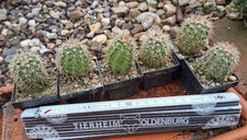 Pezzi echinocereus lloydii - 2,