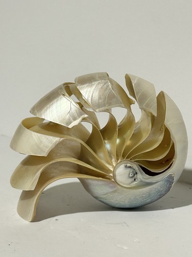 Conchiglia mare nautilus perla - conchiglia,