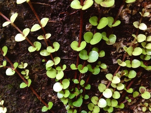 Rare graines - 20,