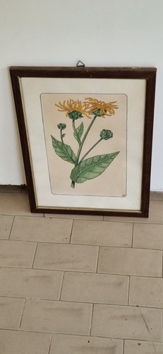 Vecchia stampa policroma fiori - stampa,