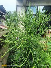 12 pezzi 10-15 cm Euphorbia