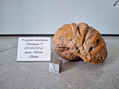 Nautilus nautiloide mollusco - nautilus,