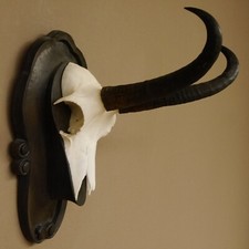 Gamsgeweih Camoscio Gemme