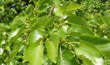 10 foglie secche/fresche di gelso per vasche con CARIDINE - Mulberry leaves