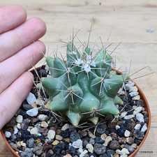 Thelocactus matudae z176 Vaso