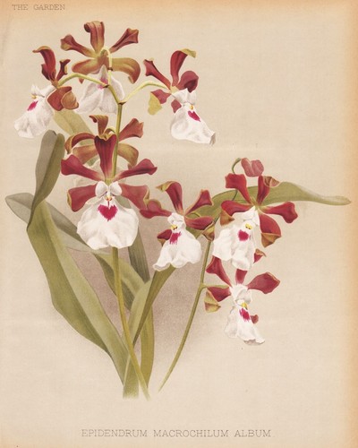 Epidendrum arcrochilum - epidendrum,