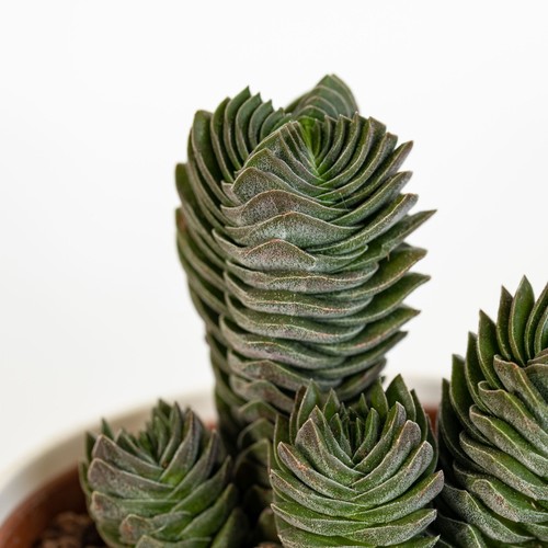 Crassula tempio buddha - di,