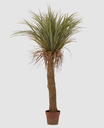 Pianta yucca - di,