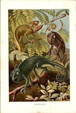 Stampa antica RETTILI CAMALEONTE Chamaeleo 1891 Old Antique print