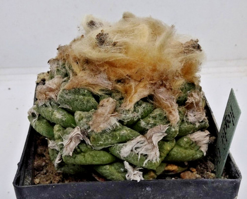 Cactus ariocarpus - -,