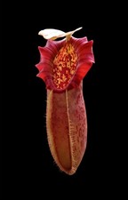 Nepenthes Mapuluensis  small