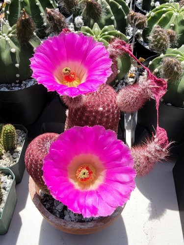 Echinocereus rigidissimus