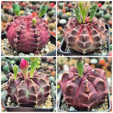 Gymnocalycium mihanovichii