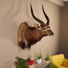 Nyala Antilope Testa Spalla Preparato Africa Africana Trophäe #95.22.3