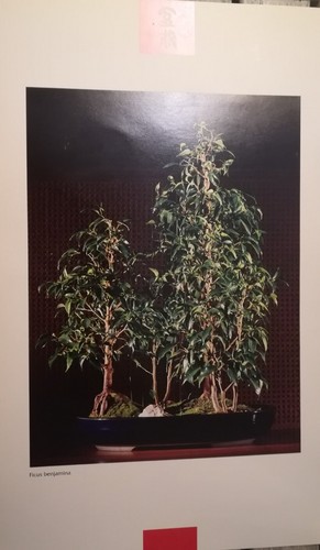 Bonsai ficus benjamina faggio - ficus,