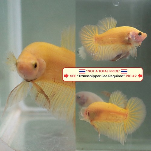 Live betta fish - betta, (thailandia)