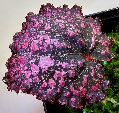 Bellissima begonia ibrida k638 - bellissima,