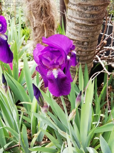 Rizomi iris germanica - rizomi,