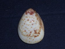 ACROSTERIGMA BIRADIATUM