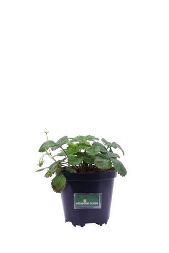 Pianta fragola fragaria - di,