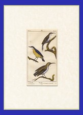 UCCELLI, INCISIONE COLORATA A