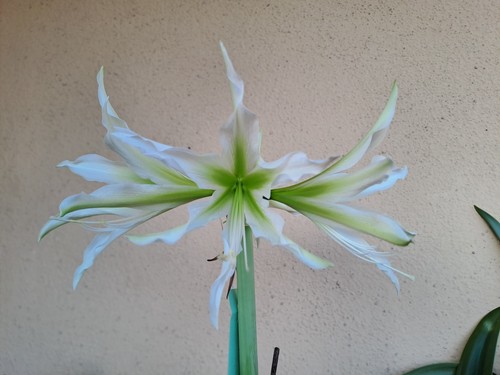 Hippeastrum cybister mix - cybister, (mix