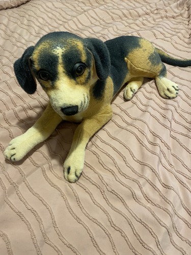 Beagle grande molto - beagle,