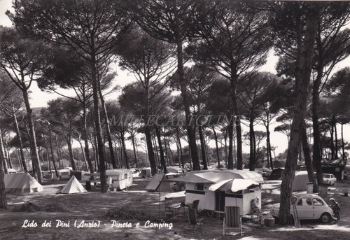 Anzio lido dei - -, pini