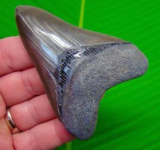3,68 MEGALODONTE DENTE DI